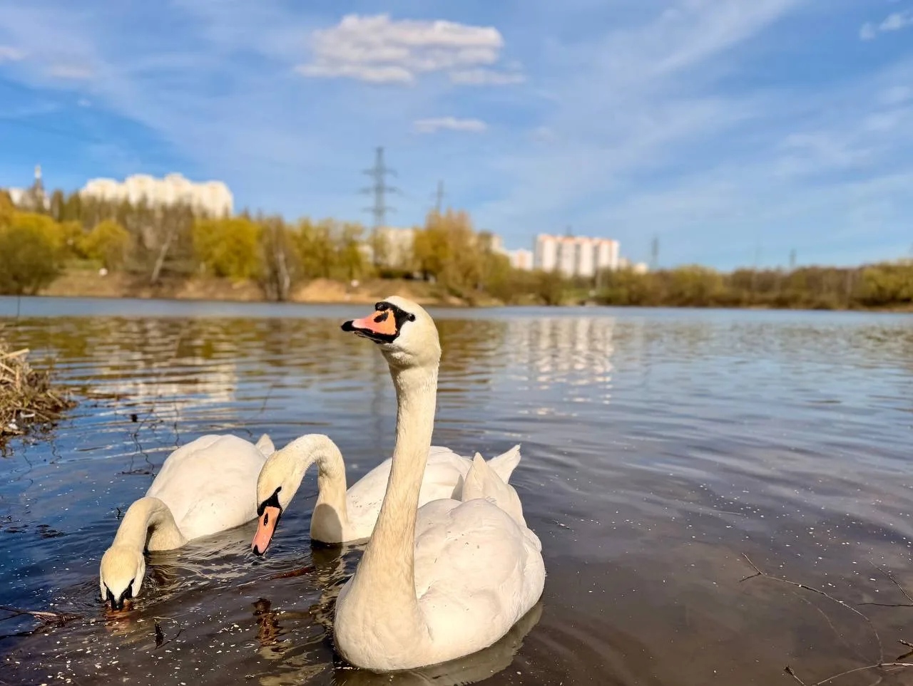 🦢 Лебеди в Ландшафтном парке «Митино»
