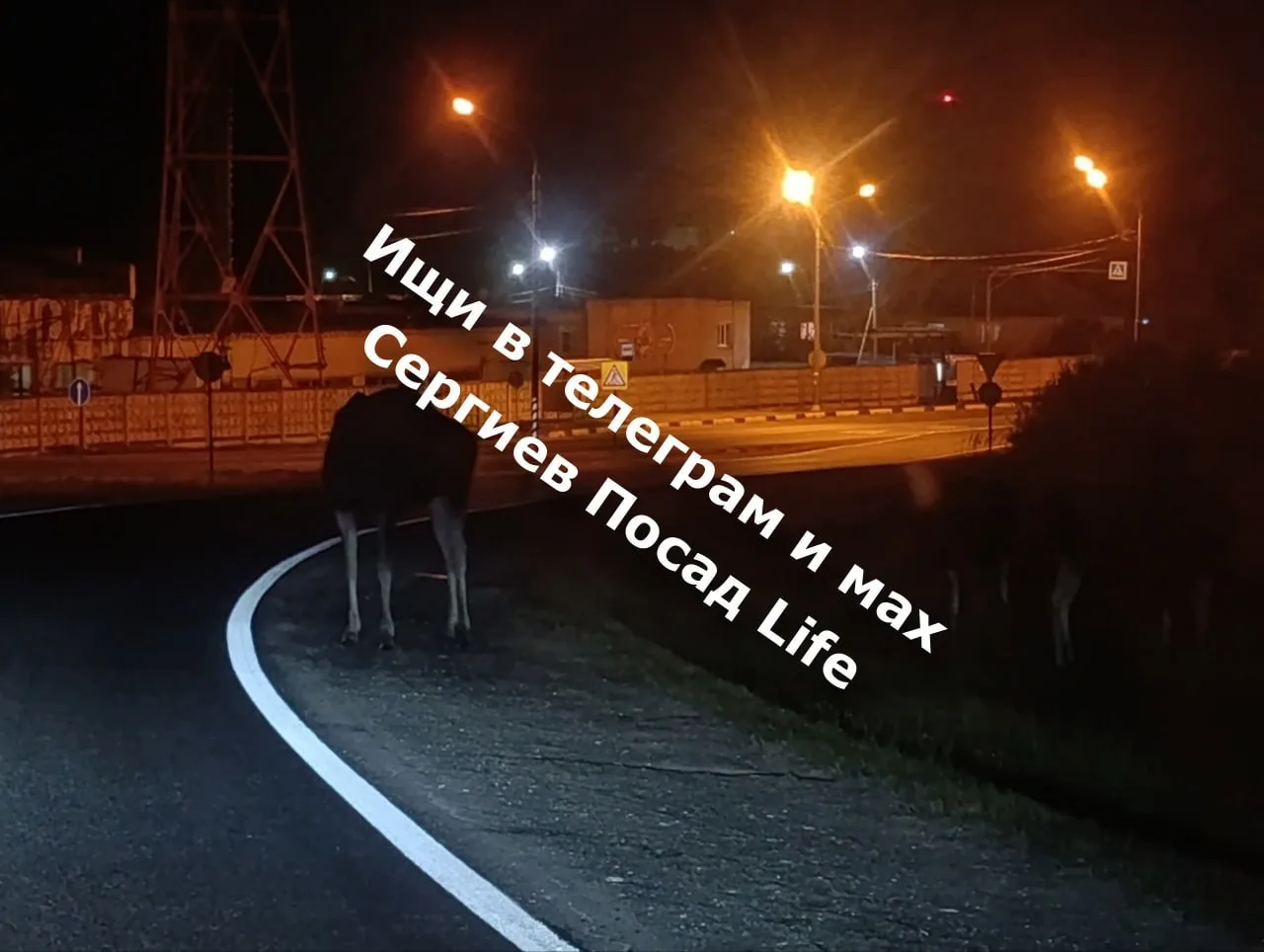 Встретили лосей на съезде с Ярославского шоссе на Бетонку в районе Березняков. Там цела...
