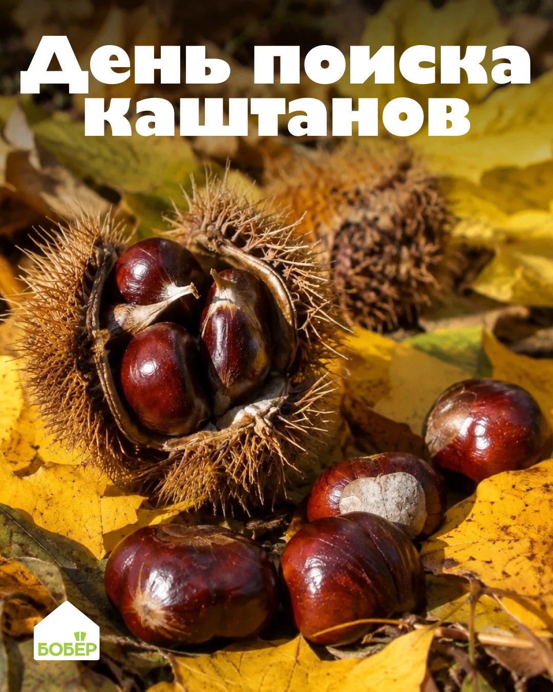 3 октября отмечается День поиска каштанов! 🌰