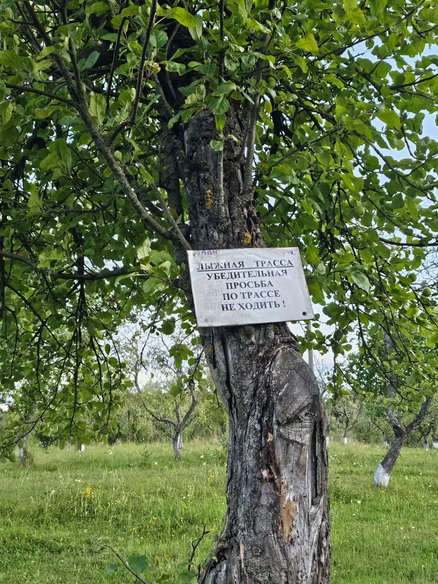 Чисто летняя фотка... Ну а что вы ещё ожидали увидеть на этом объявлении на одичавшей я...