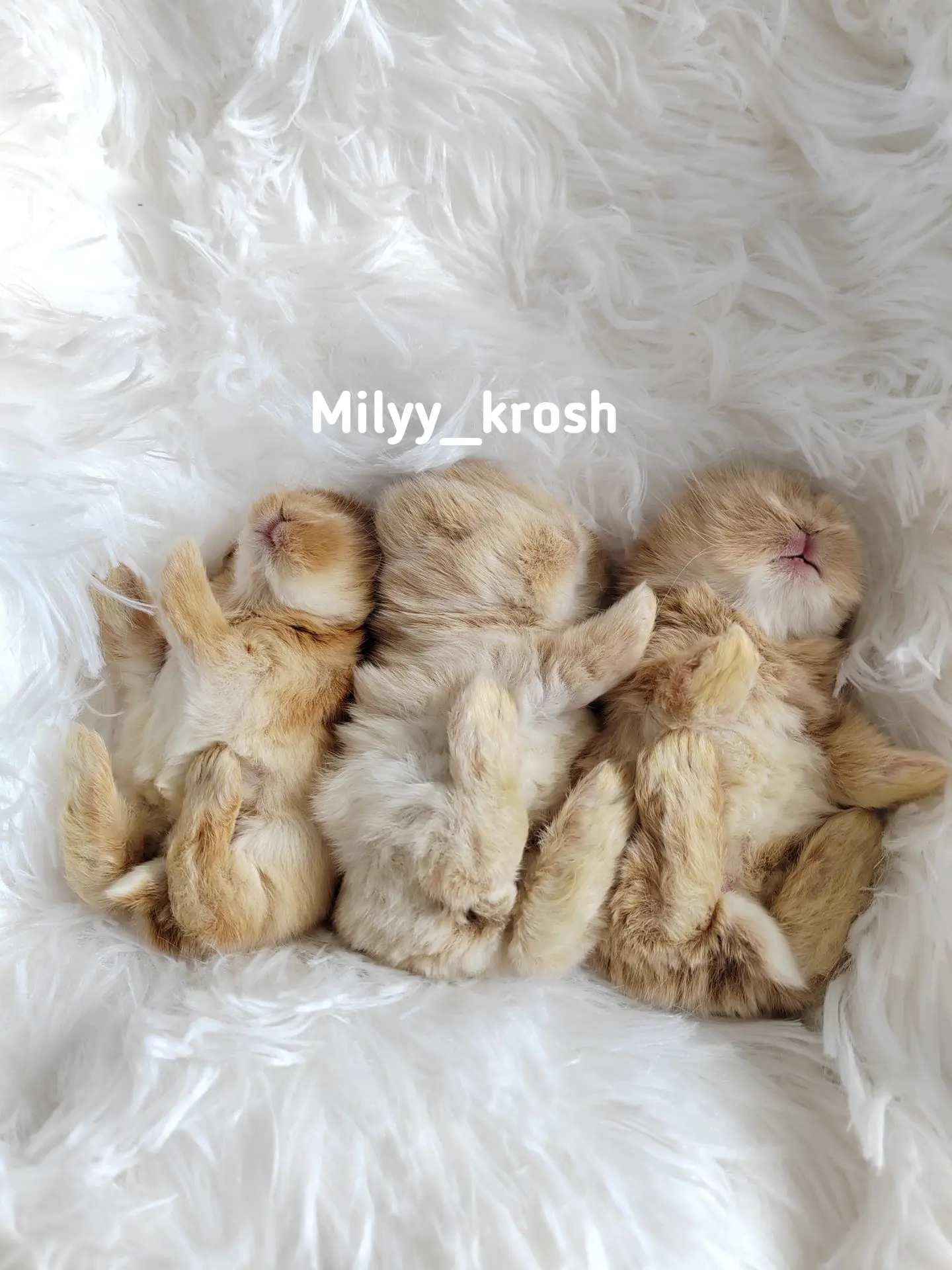 🥰 Нежности и мимишности Вам для прекрасного настроения🫶❤️🐰🐰🐰