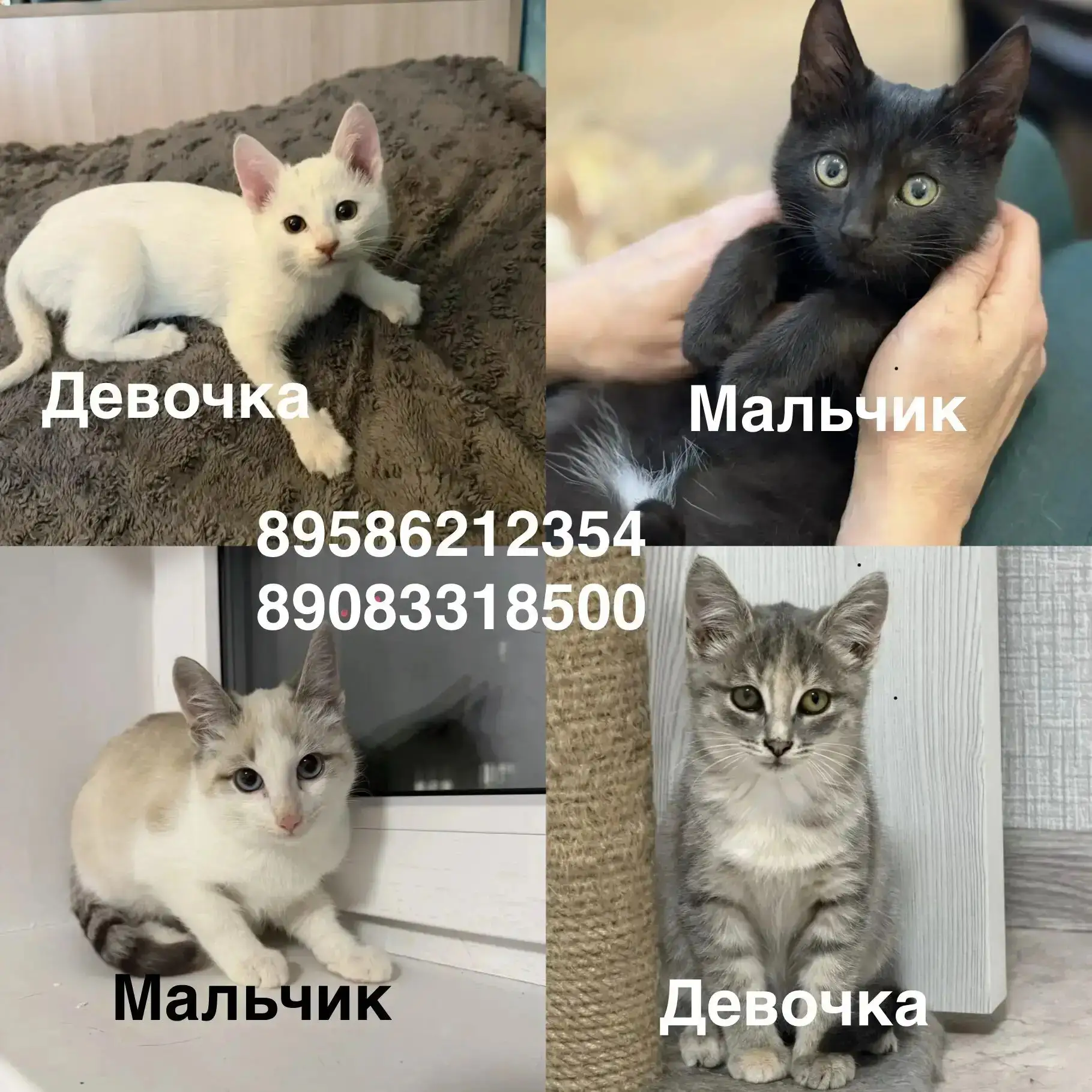 Пристраиваем бездомных котиков 🙏