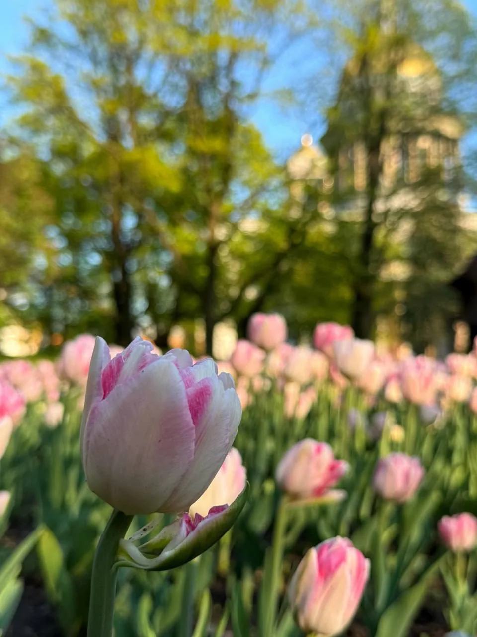 🌷 Тюльпаны расцвели у Исаакиевского собора   Ещё одно красивое место для прогулки и фото в городе — 