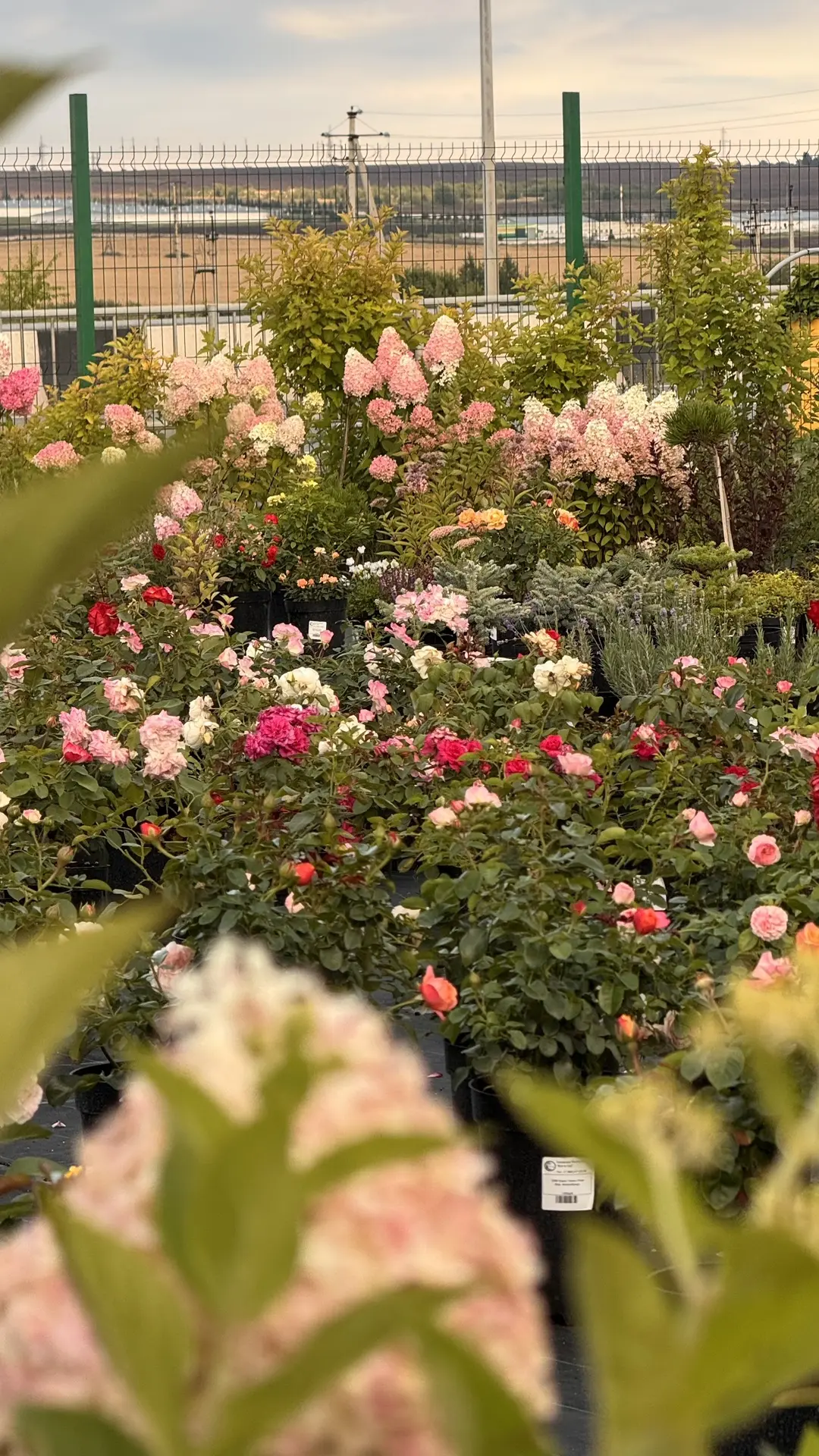 Доброе, свежее, цветущее утро в нашем питомнике 🥰 Гортензии в самом пике своей красоты...