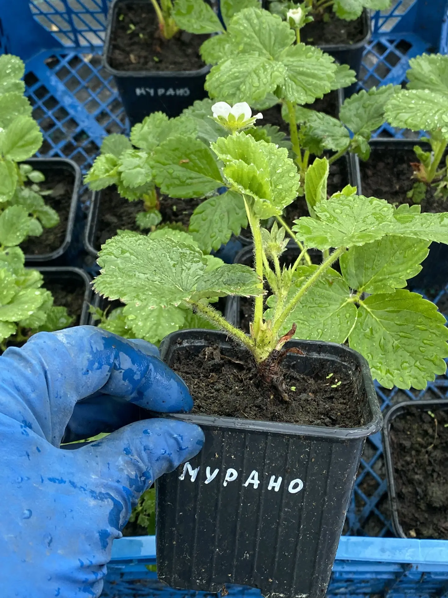 🍓РЕМОНТАНТНАЯ КЛУБНИКА 🍓
Непрерывное плодоношение весь сезон до морозов. 
Свободные остатки: 
✔️ В