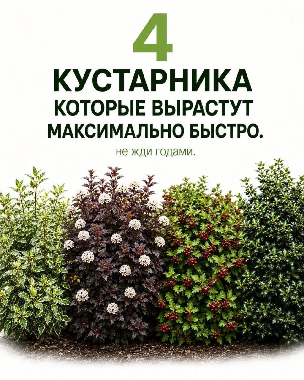 🌳 Четыре кустарника, которые вырастут максимально быстро. Сохраните, чтобы не потерять

Урожайный с