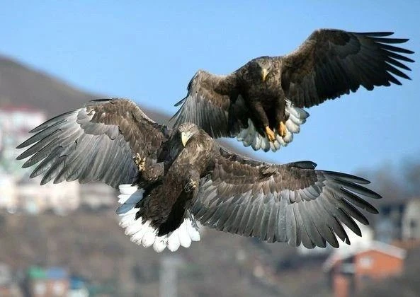 Для орланов 🦅

Наш новокуйбышевский филиал поддержит природоохранный проект Роснефти. Предприятия с