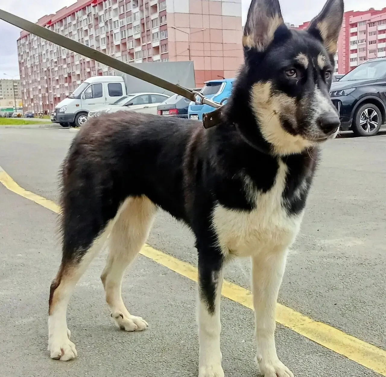 Пристраиваем стерилизованную девочку, кличка Марта . Возраст семь месяцев, овчароидного...
