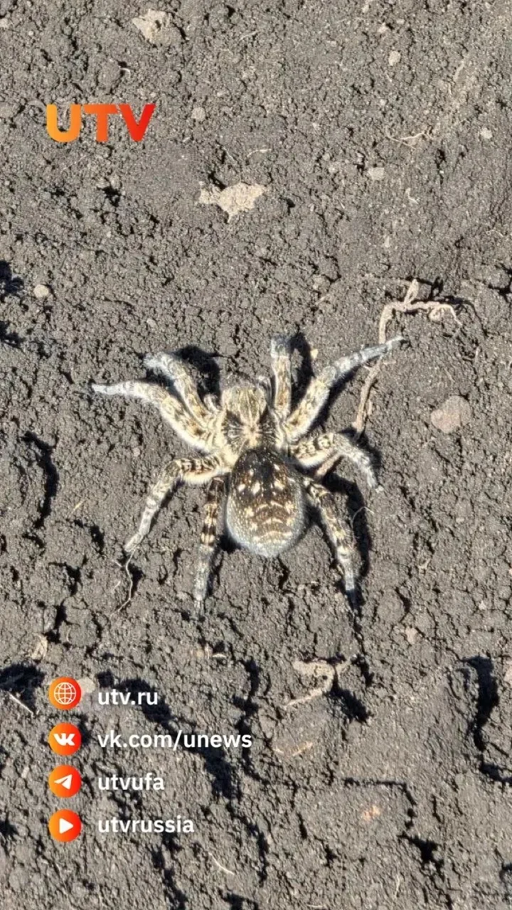 🕷 Уфимец увидел на грядке огромного паука, похожего на тарантула