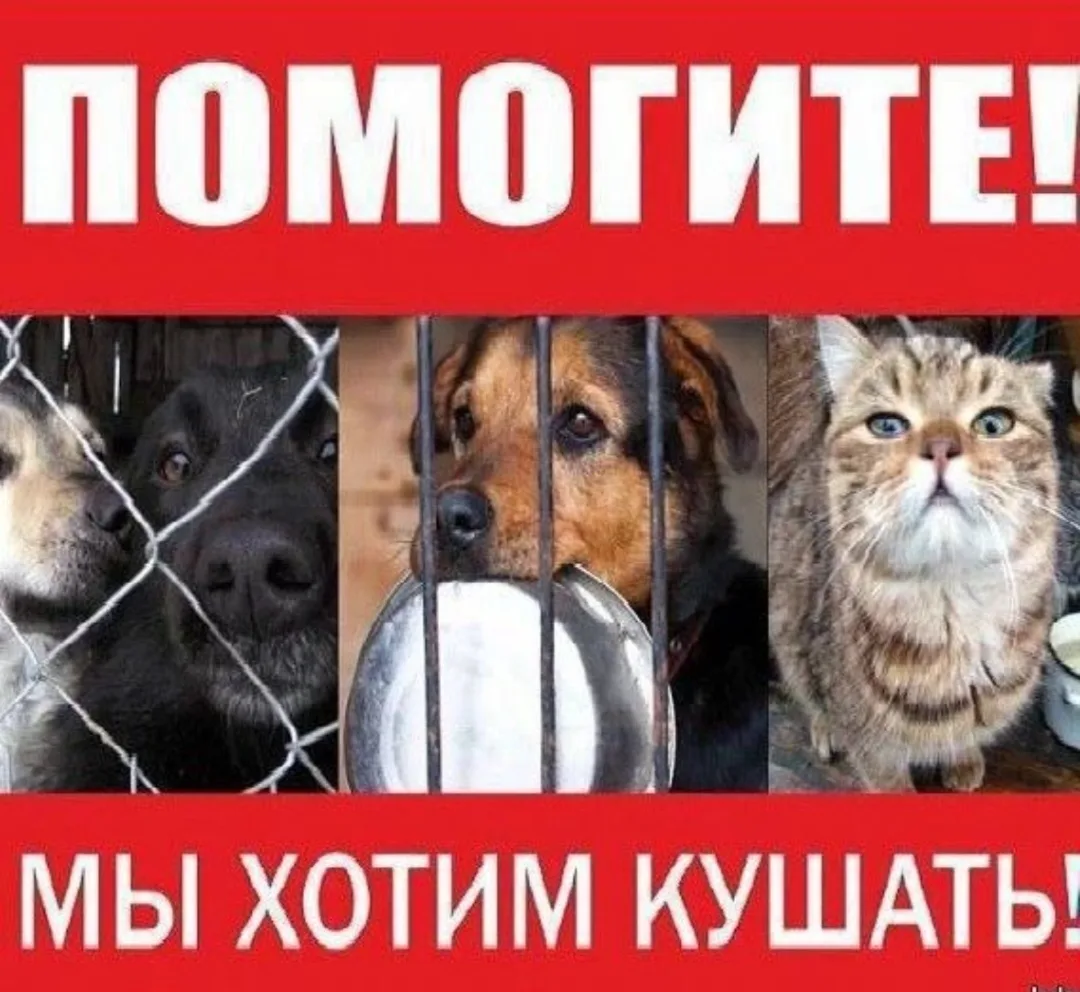 ‼Попрошу всех неравнодушных поддержать сбор (корма) для бездомных животных в приютах ОР...
