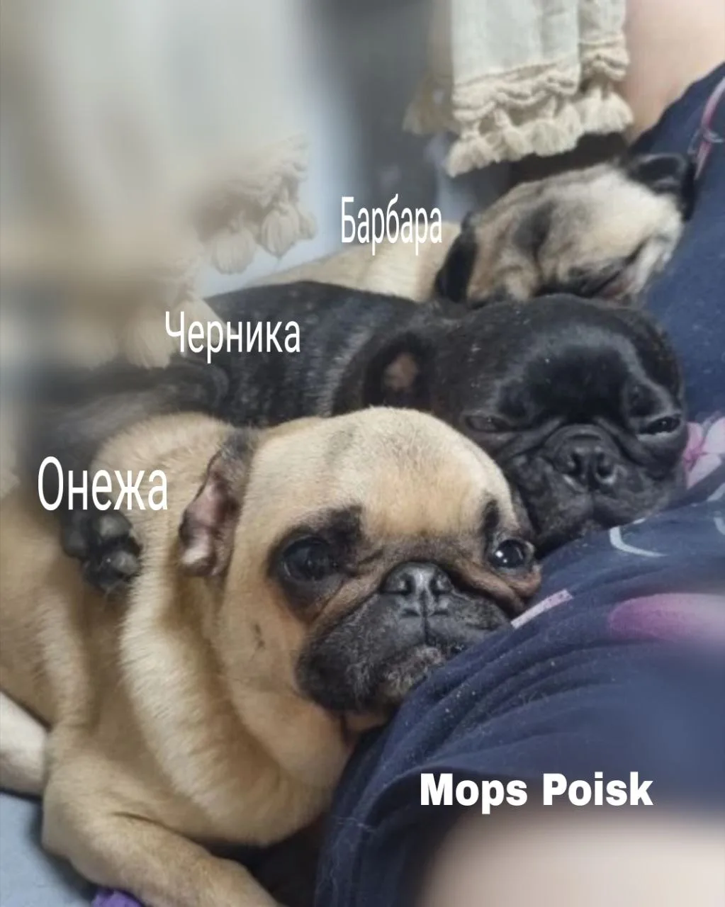 Почему собаки любят спать с хозяином?
