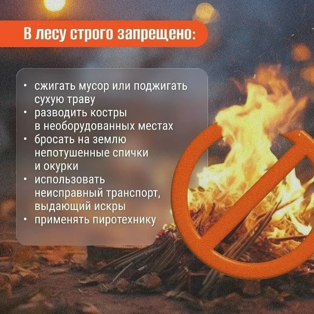 Лесные пожары — это разрушительное явление, которое наносит непоправимый ущерб экосисте...