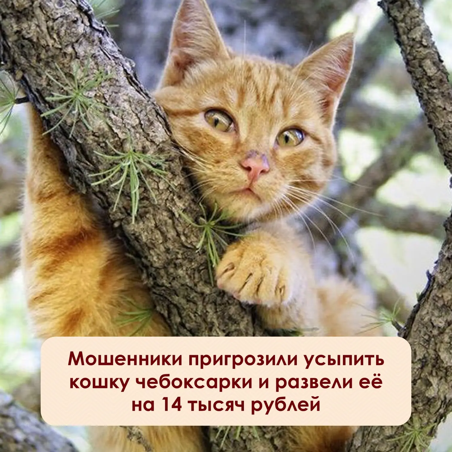 ⚡️Чего только не придумывают мошенники, чтобы выманить деньги! На этот раз жертвой стал...