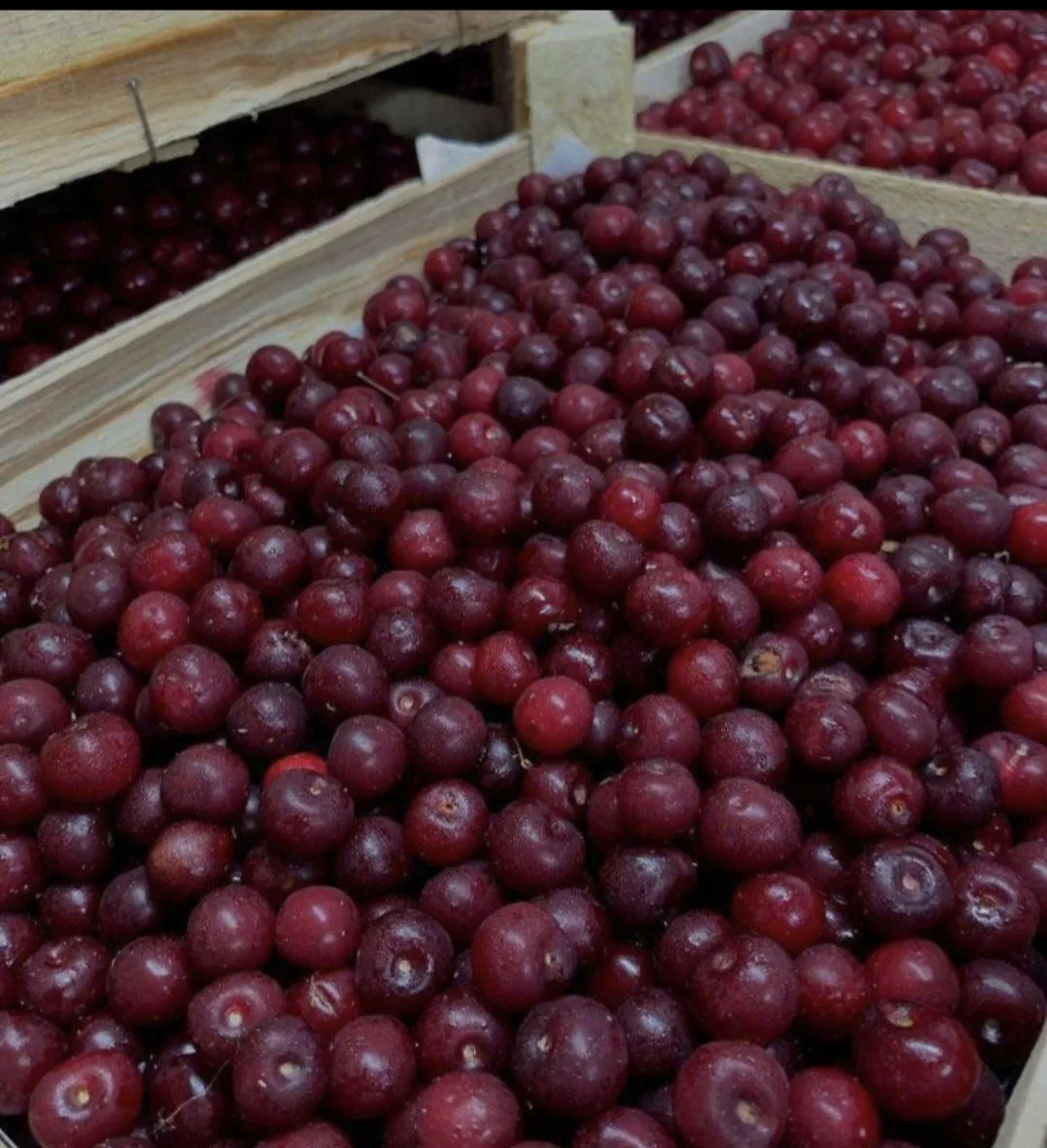 🍒 Горная вишня, Киргизия