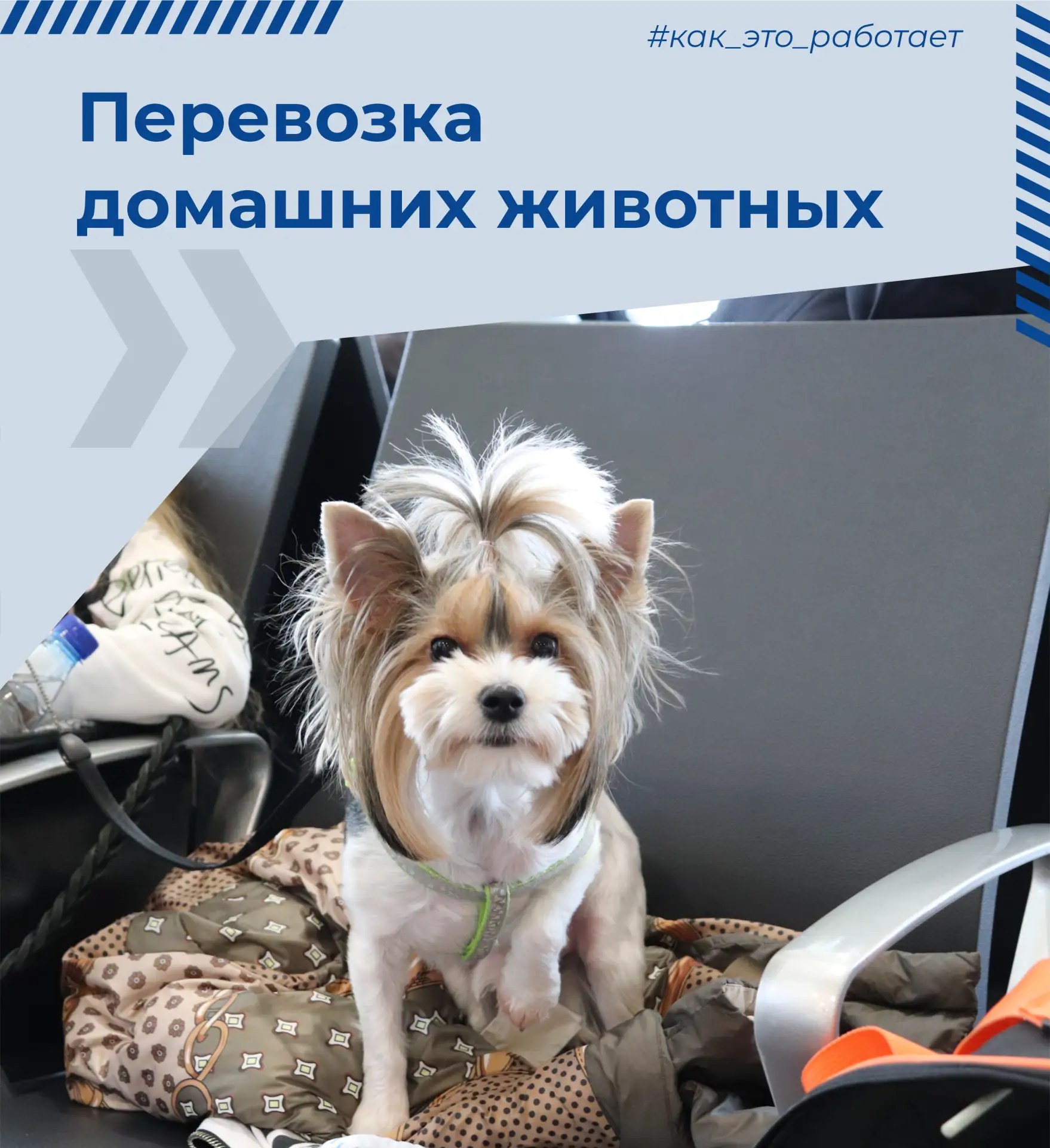 ✈️🐾 Поездка с питомцем: напоминаем, как подготовиться к перелёту