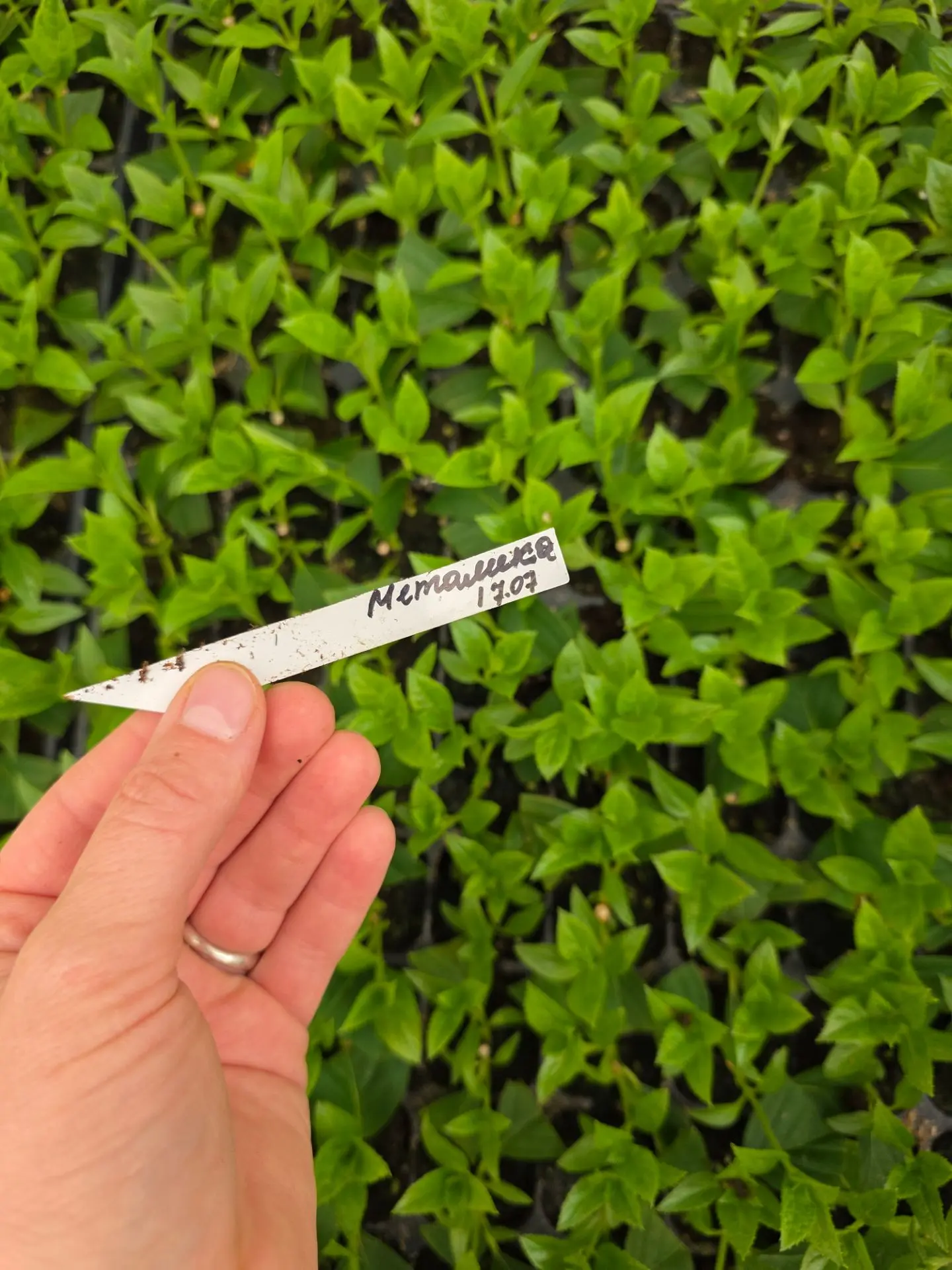 Черенок второй половины июля 🌱 Останется зимовать в кассетах в открытом грунте или в п...
