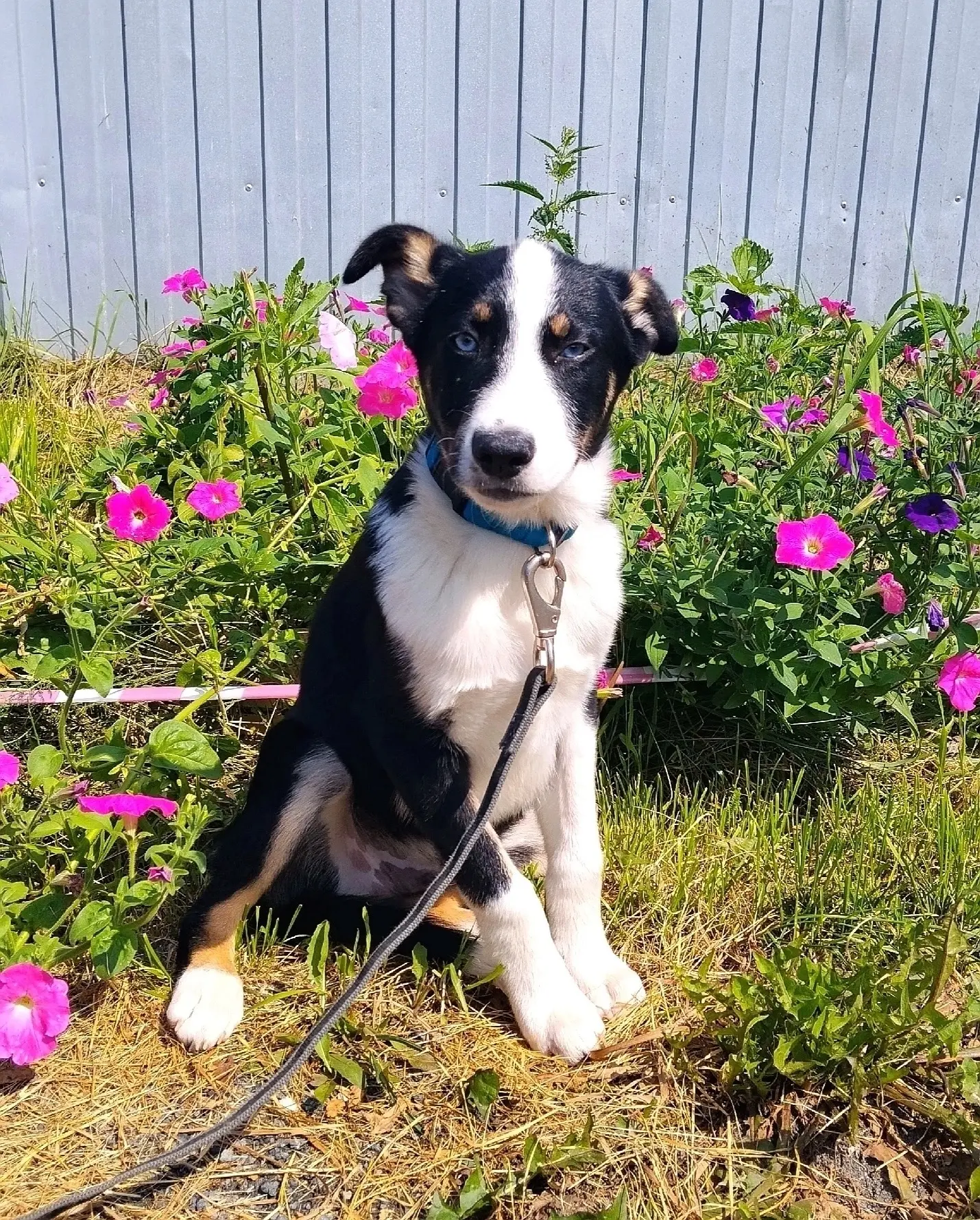🐶А у нас для вас сюрприз: еще один собакоребенок со Шмидта! 
 
✅ Кличка: Шайн 
✅ Возраст: 3,5 месяц