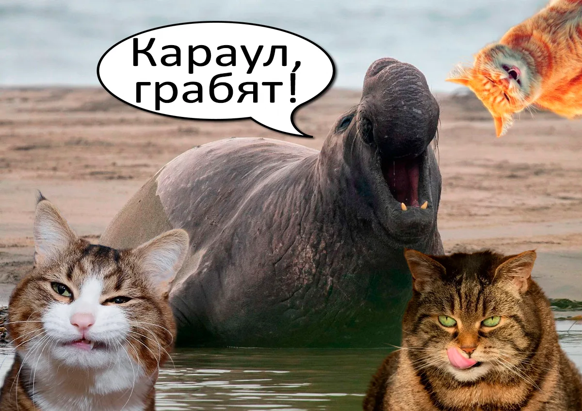 Коварные дикие кошаки объявились на острове Гуадалупе.

Тамошние хвостатые прощелыги придумали хитру