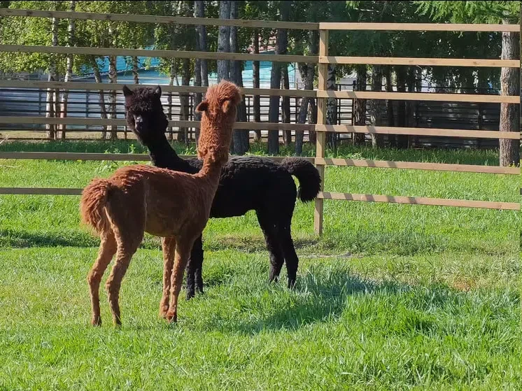 🦙 В барнаульском зоопарке стрижка альпак закончилась семейной драмой

Из-за жаркой погоды альпак Ви