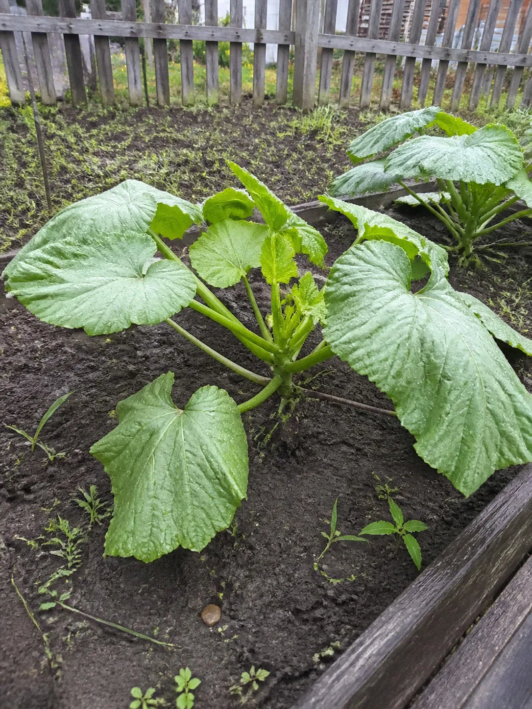 ПАТИССОНЫ ПОСЛЕ ХОЛОДНОЙ НОЧИ СТОЯТ КАК ПОТЕРЯННЫЕ — И Я РАНЬШЕ СРАЗУ ХВАТАЛАСЬ ЗА ОПРЫ...