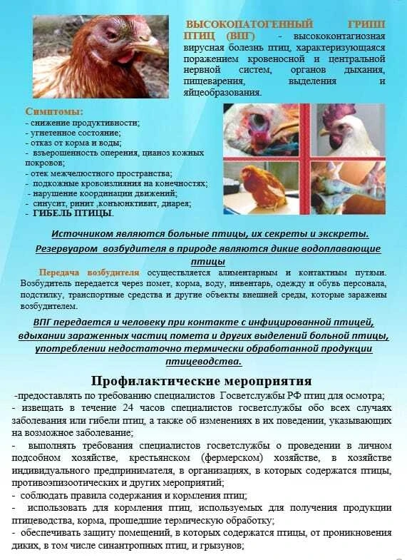 НЕЗАМЕДЛИТЕЛЬНО ОБО ВСЕХ СЛУЧАЯХ НЕАДЕКВАТНОГО ПОВЕДЕНИЯ, ЗАБОЛЕВАНИЯ ИЛИ ВНЕЗАПНОГО ПАДЕЖА ПТИЦЫ НЕ