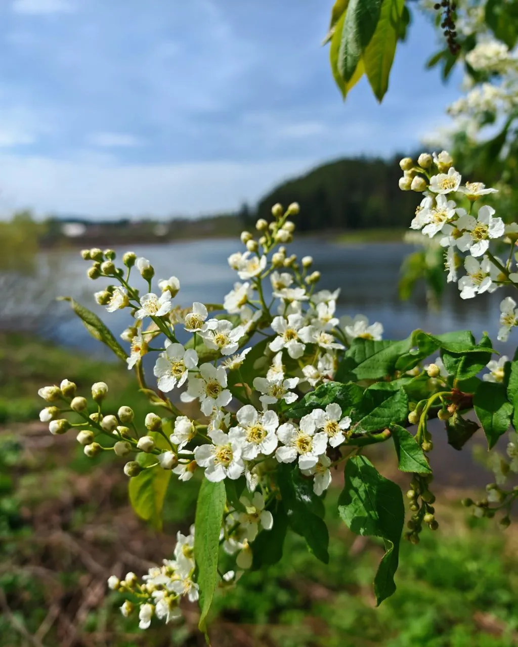 🌺Бывает ли аллергия на цвет черёмухи?

Весна — это не только пробуждение природы, но и сезон аллерг