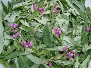 Почти ЗАБЫТЫЙ ЭЛИКСИР ДОЛГОЛЕТИЯ И МОЛОДОСТИ - КИПРЕЙ🌿