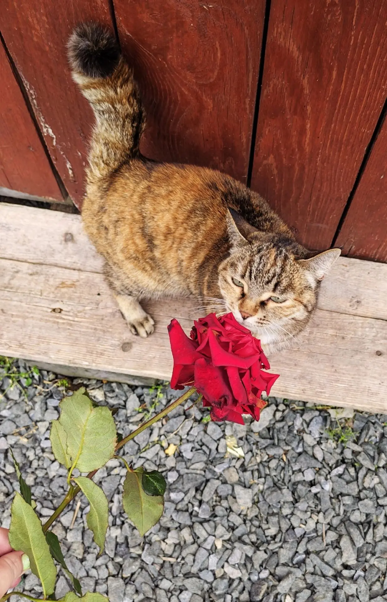 Котопрогноз погоды на воскресенье, 23 августа, представит Мяка
