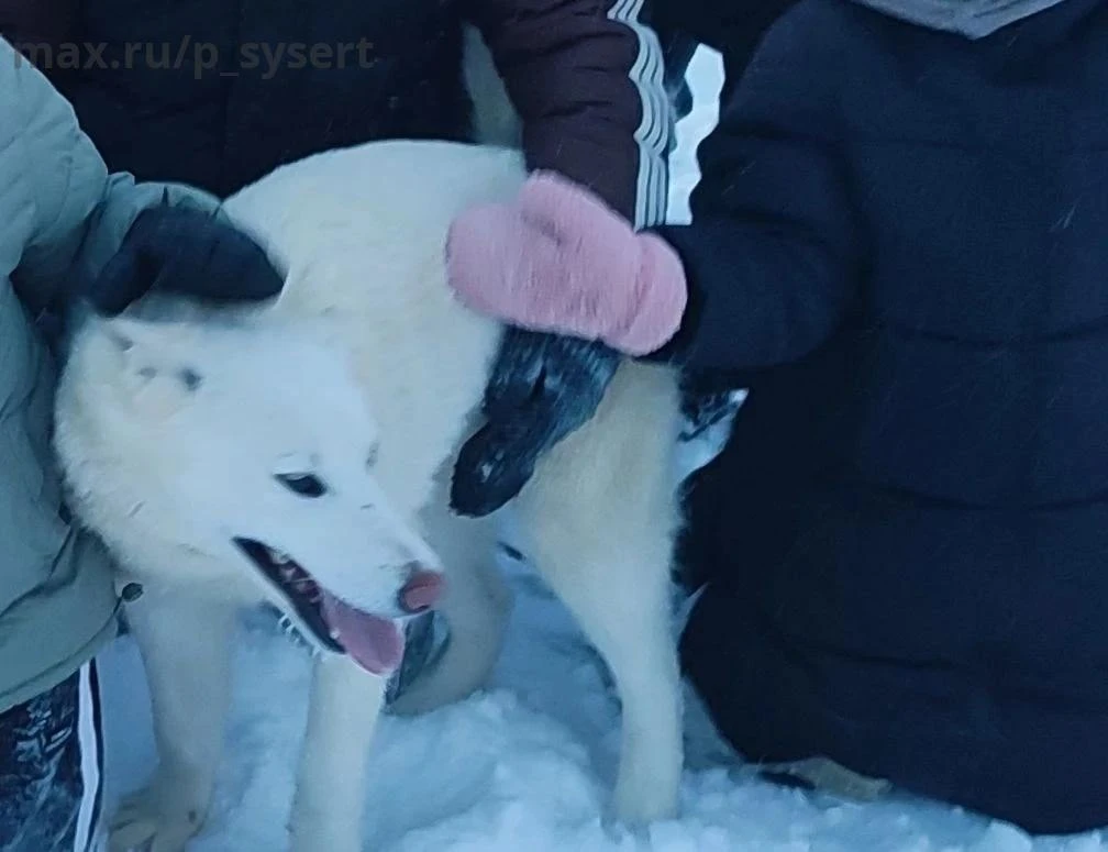 Здравствуйте можно опубликовать потерялась собака лайка ярко белого цвета в районе Обра...