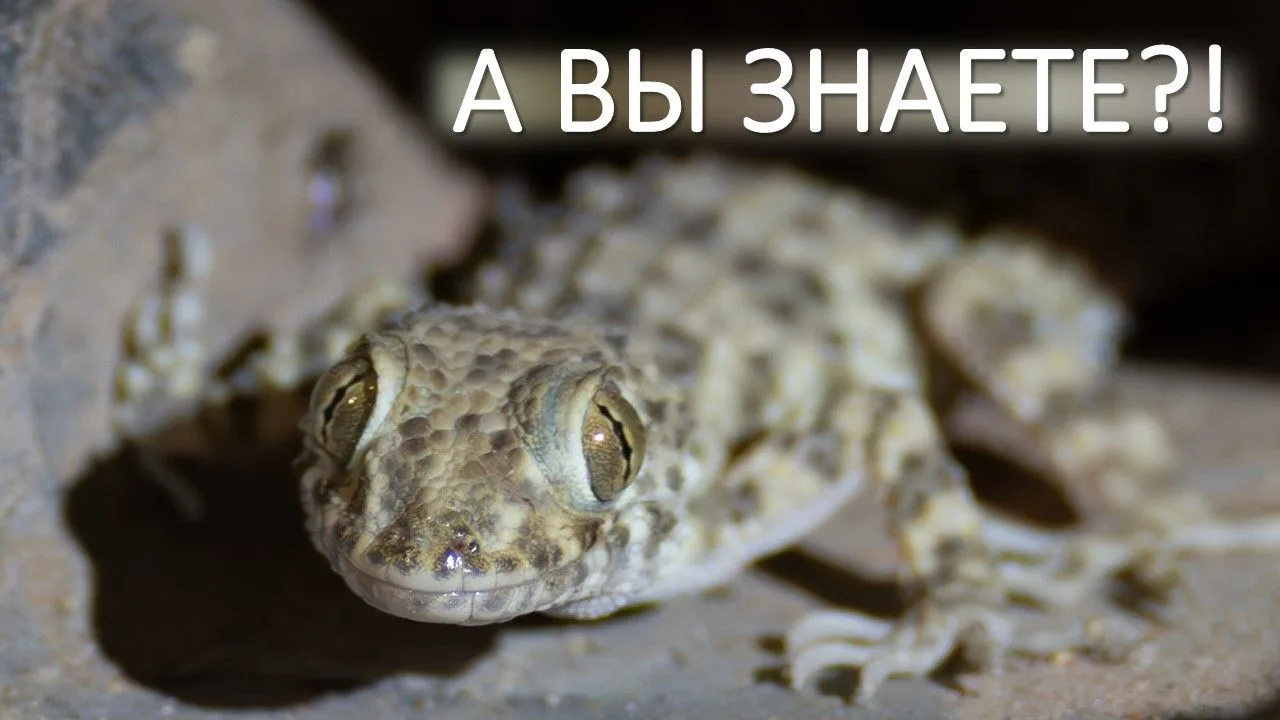 ❗Друзья, сегодня в нашей рубрике #А_Вы_знаете?! мы познакомим Вас с удивительным обитателем нашего р