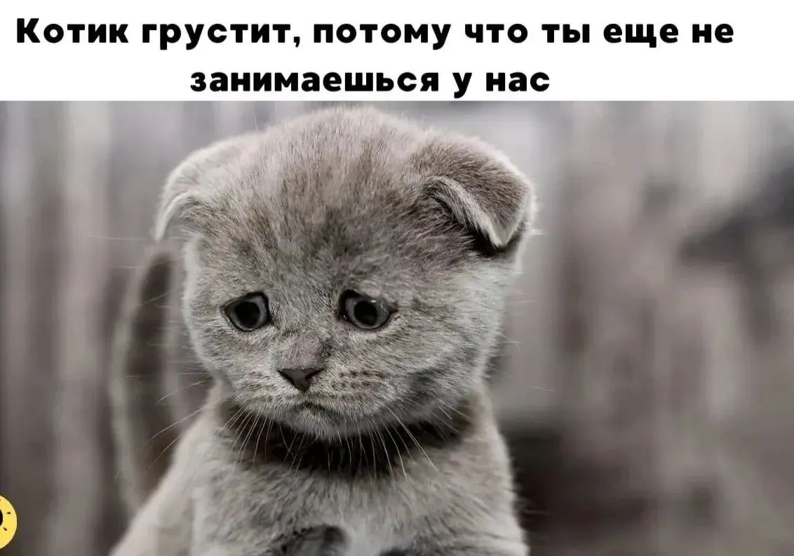 🐱 Каникулы — это здорово, но...