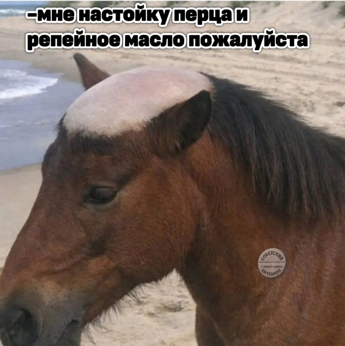 Цитрамон. Подписаться