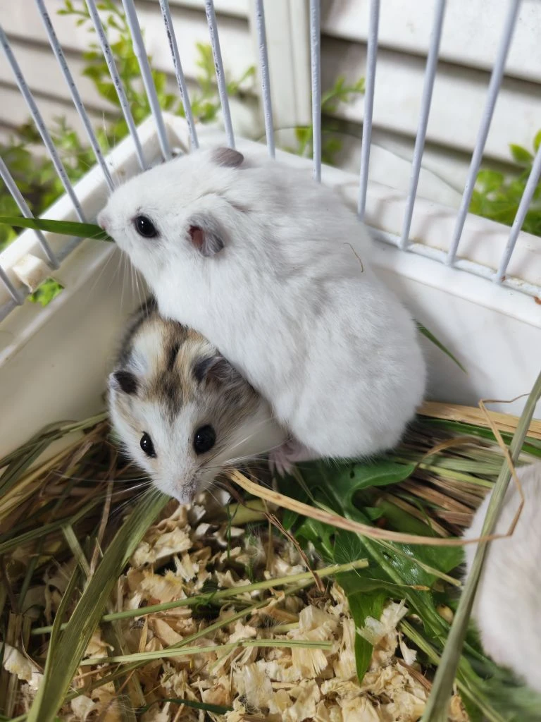 Ручные. Не кусаются)
