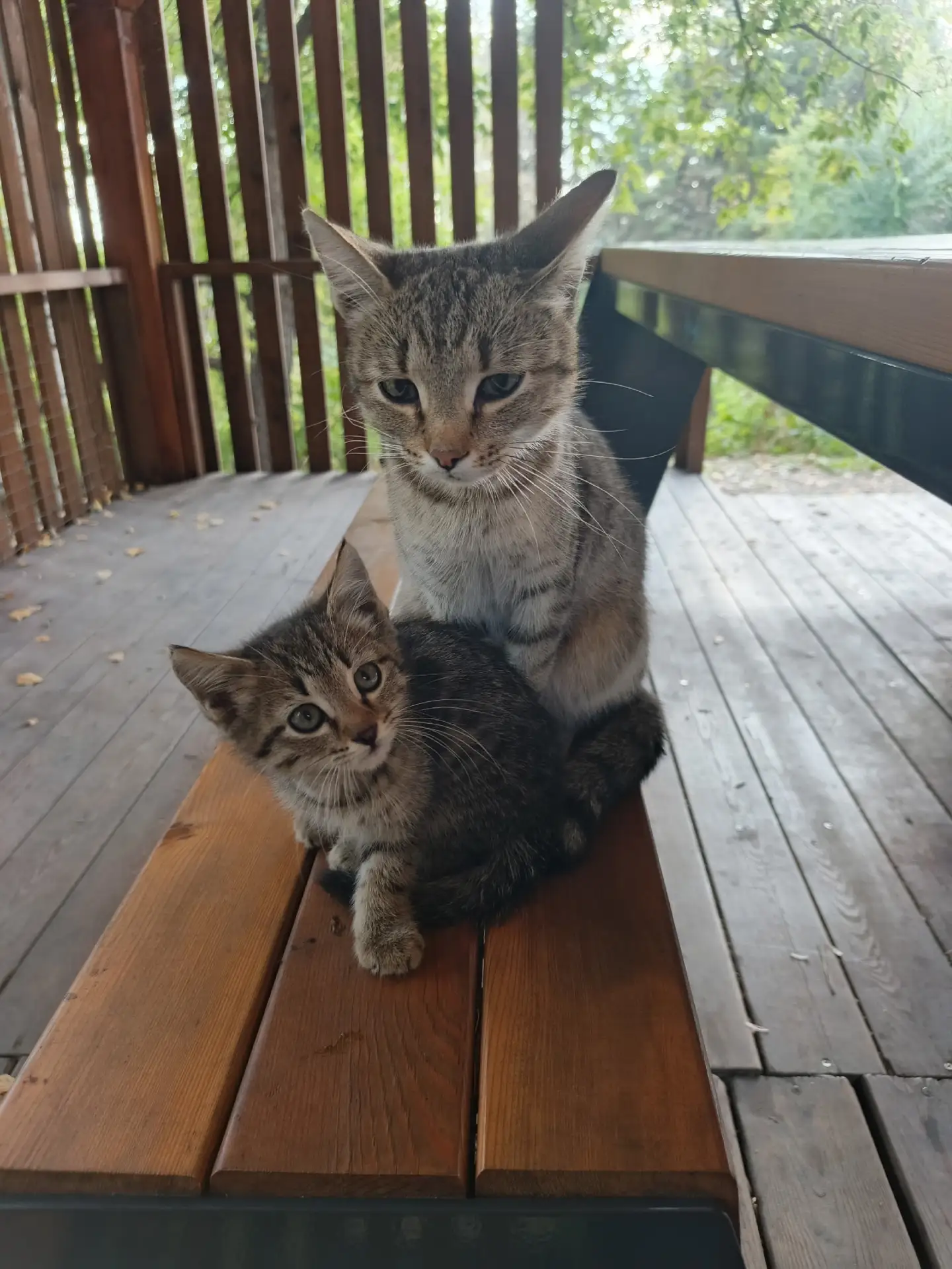 Кошку маму и двух котят, девочка и мальчик, выкинули на беседке в парк здоровья. Животн...