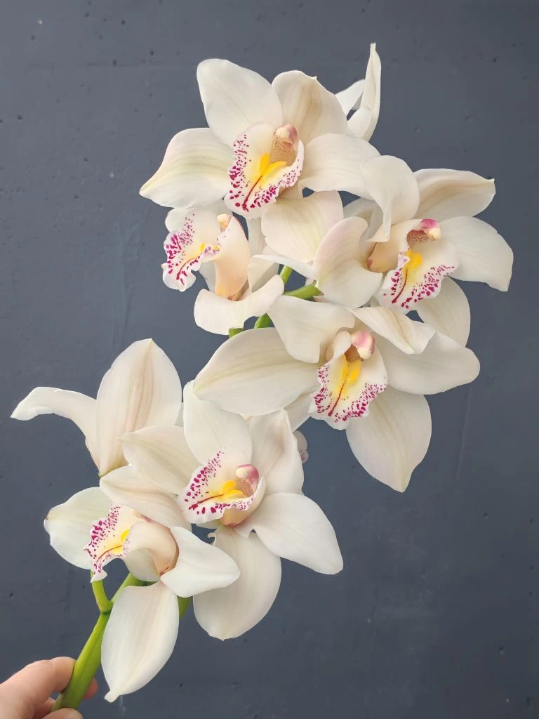 Цветочные новинки этой недели🌺