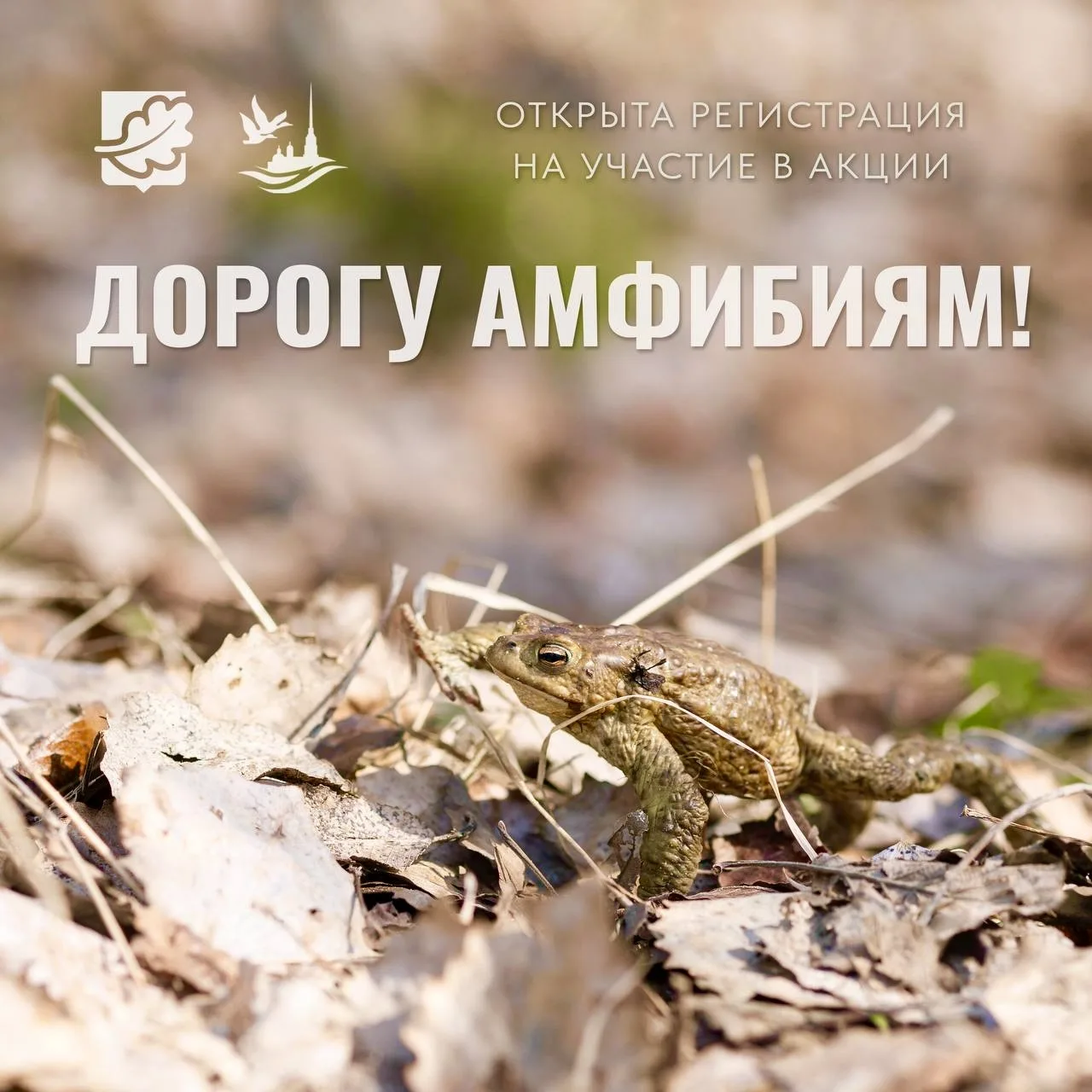 🐸 Дорогу амфибиям! Старт весенней миграции