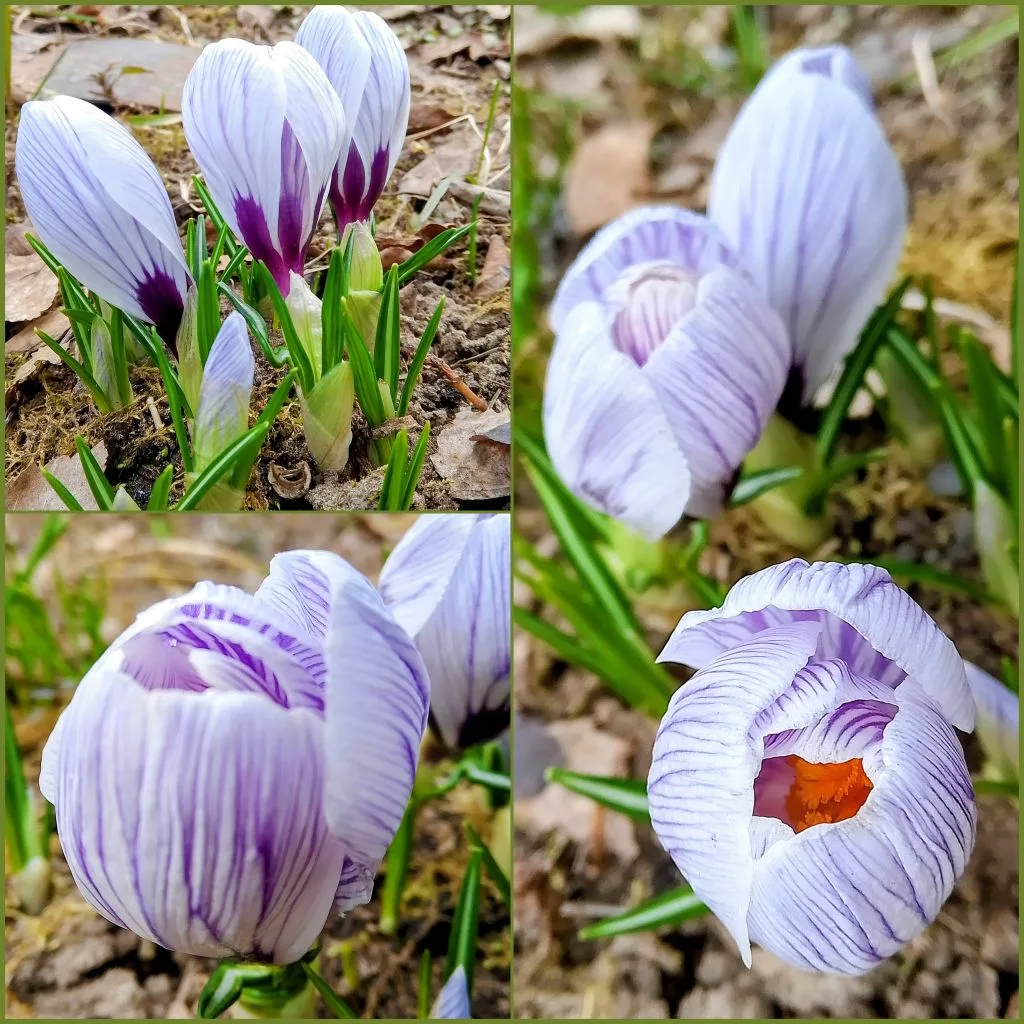 Весна Прекрасная!🌱