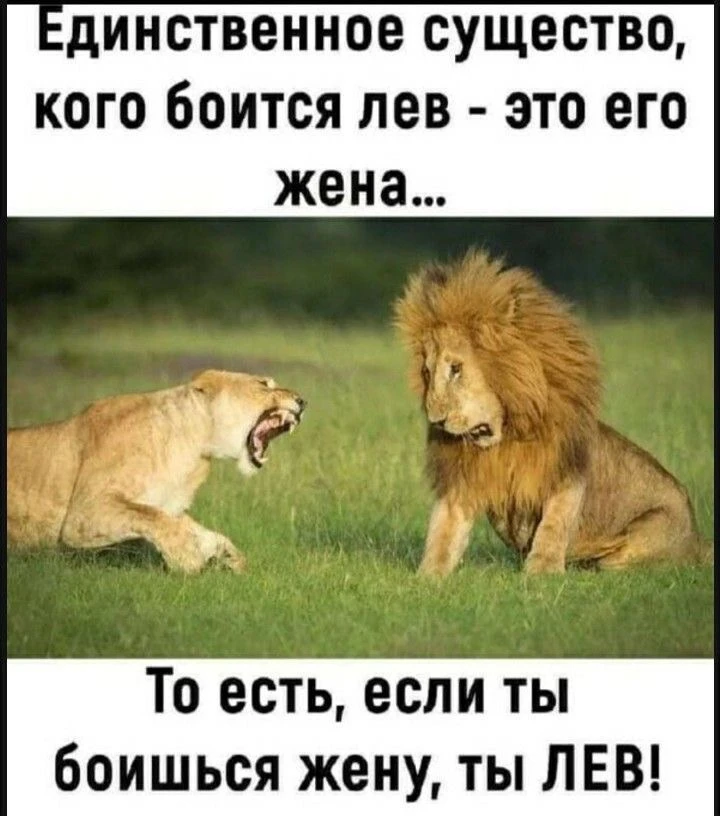 Отправь своему льву 😂