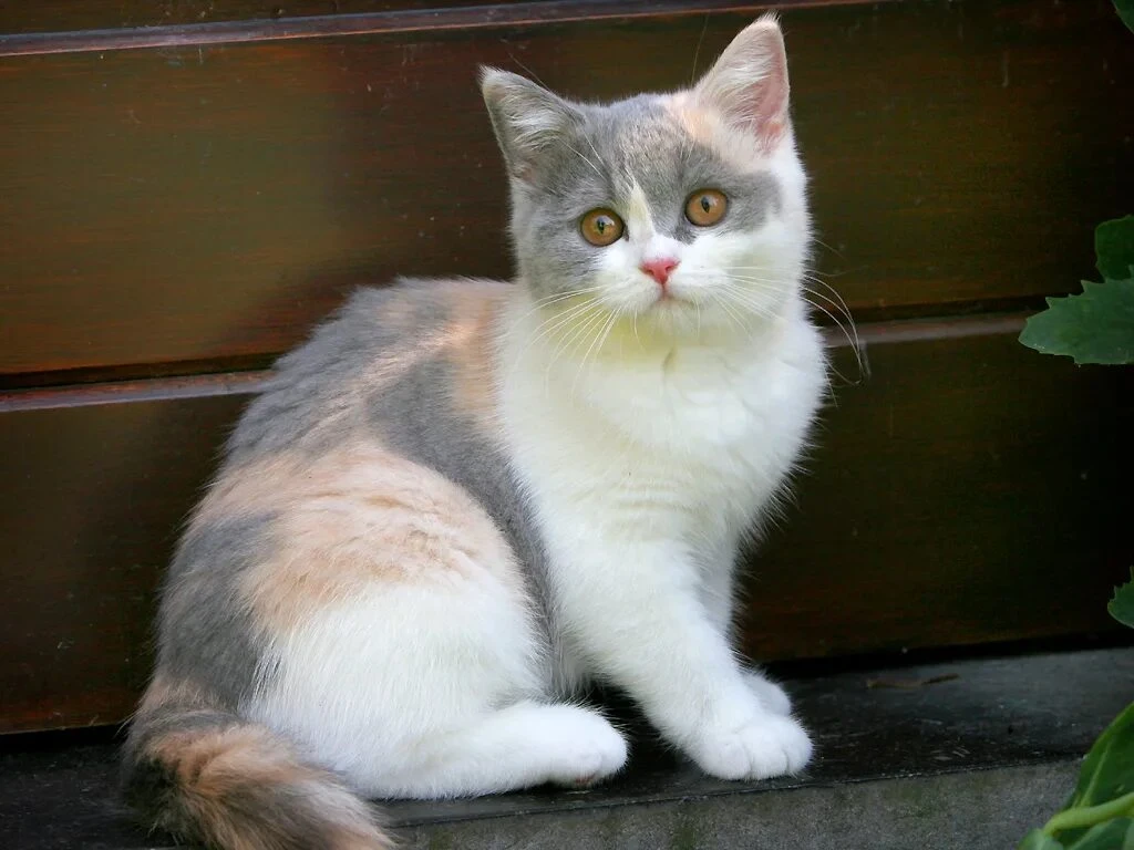 Трёхцветные кошки
