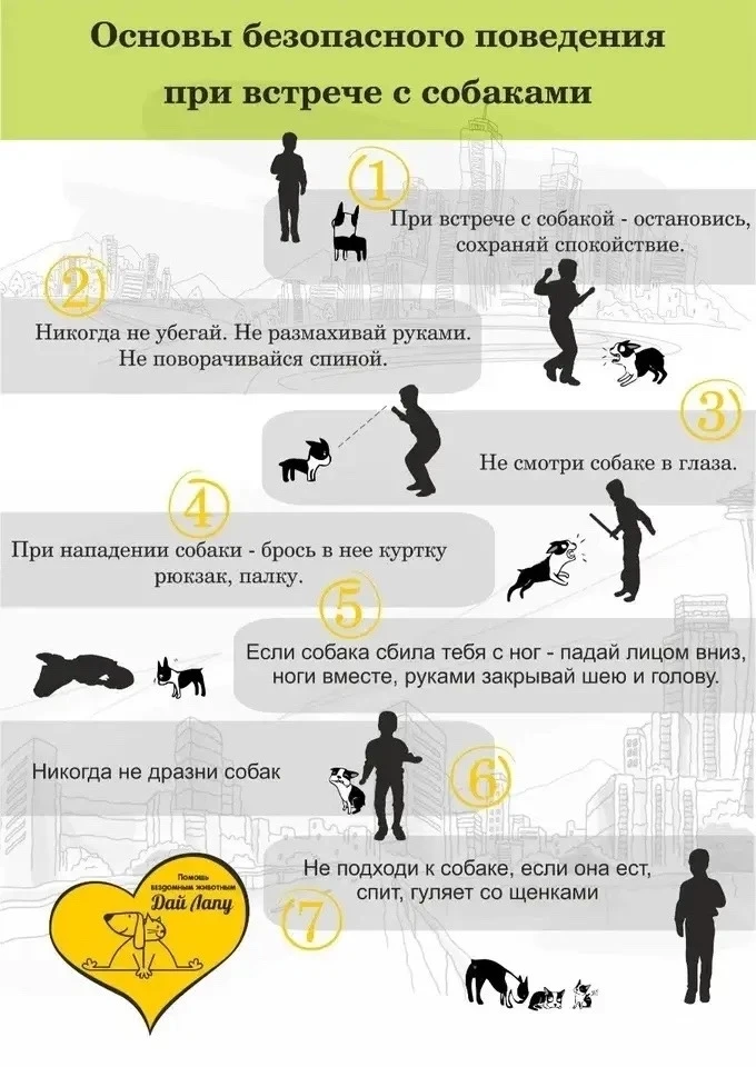 📌Сегодня мы хотим поговорить о важном — о наших четвероногих друзьях и правилах общения с ними.

Со