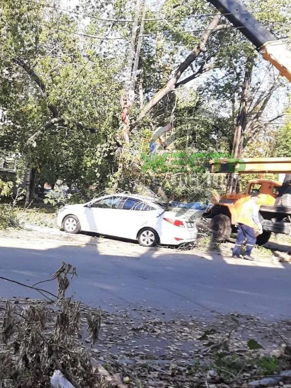 ❗️Срубленное дерево упало на автомобиль в Челябинске