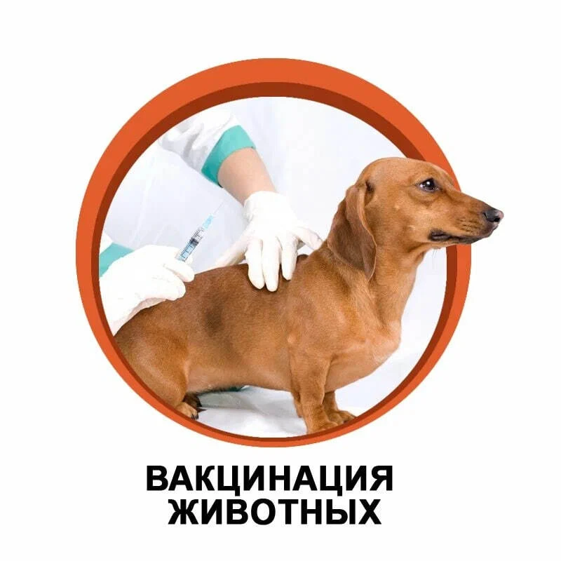 Своевременная и регулярная вакцинация домашних животных единственная профилактическая м...