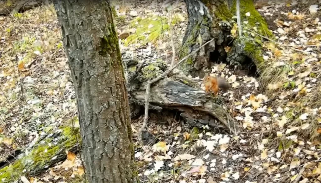 Фотоловушка засняла необычных белок в нацпарке «Тульские засеки»