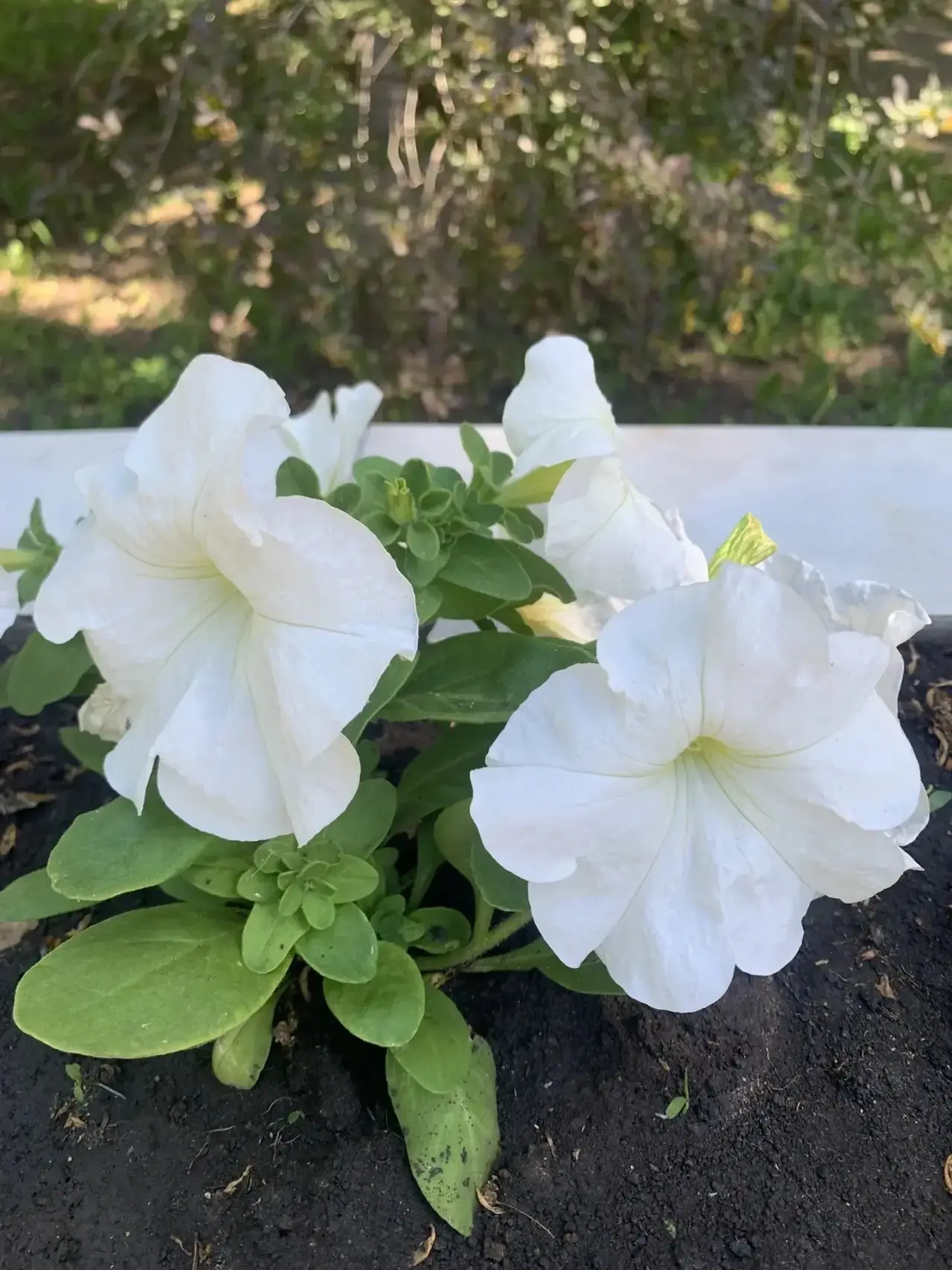 🌺Доброе утро! Пусть этот день будет наполнен светом, теплом и только приятными событиями.