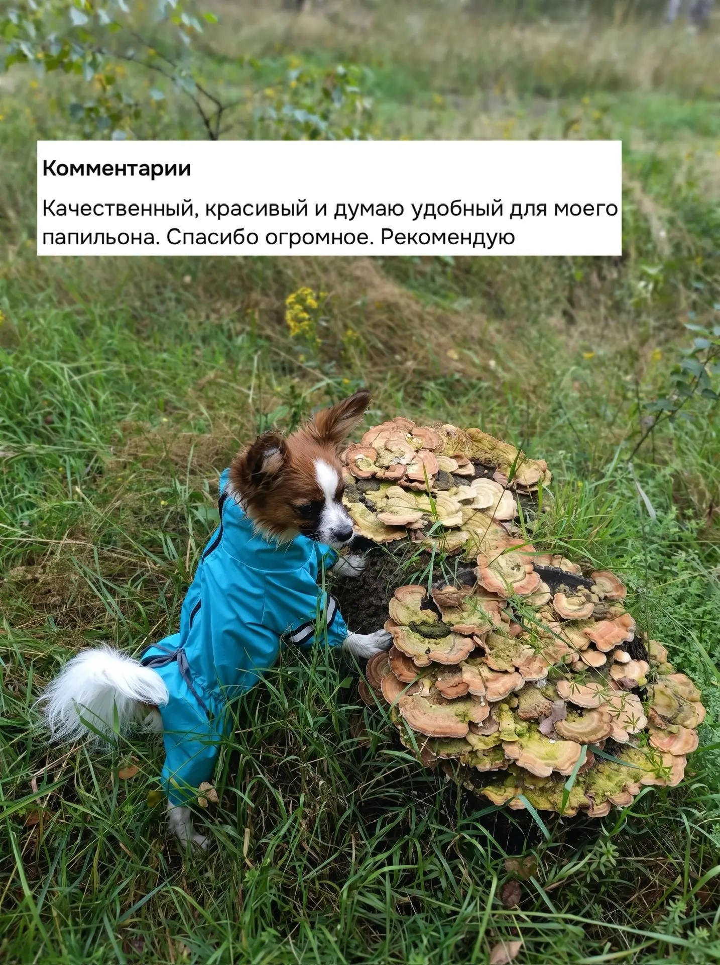 -21% на все дождевики 🐶

Коллекция дождевиков, которые сохранят шерсть твоего пёсика чистой ✨

✅Лёг