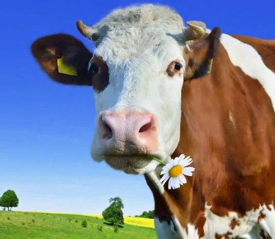 🐄 ЛЕПТОСПИРОЗ КРС 🐄