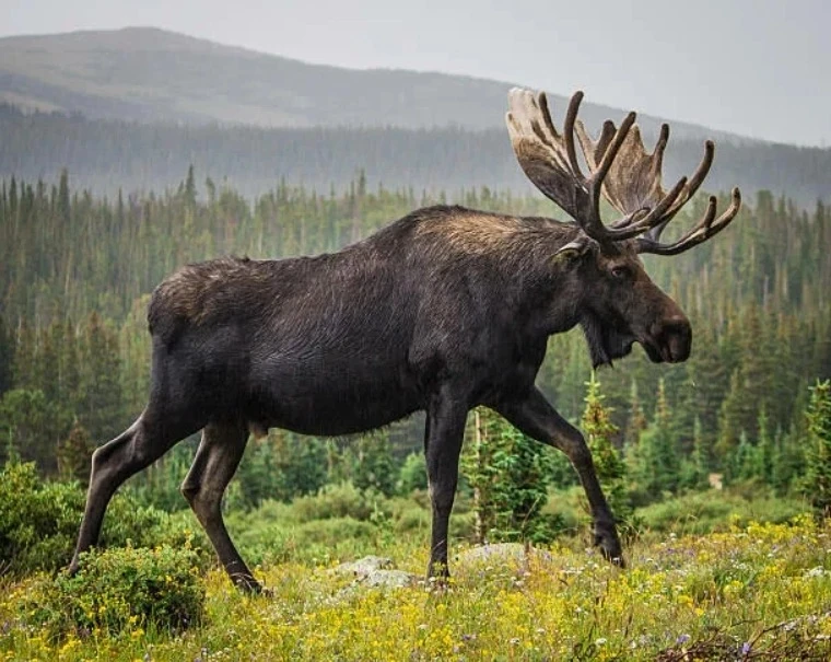 🦌Интересные факты о лосях