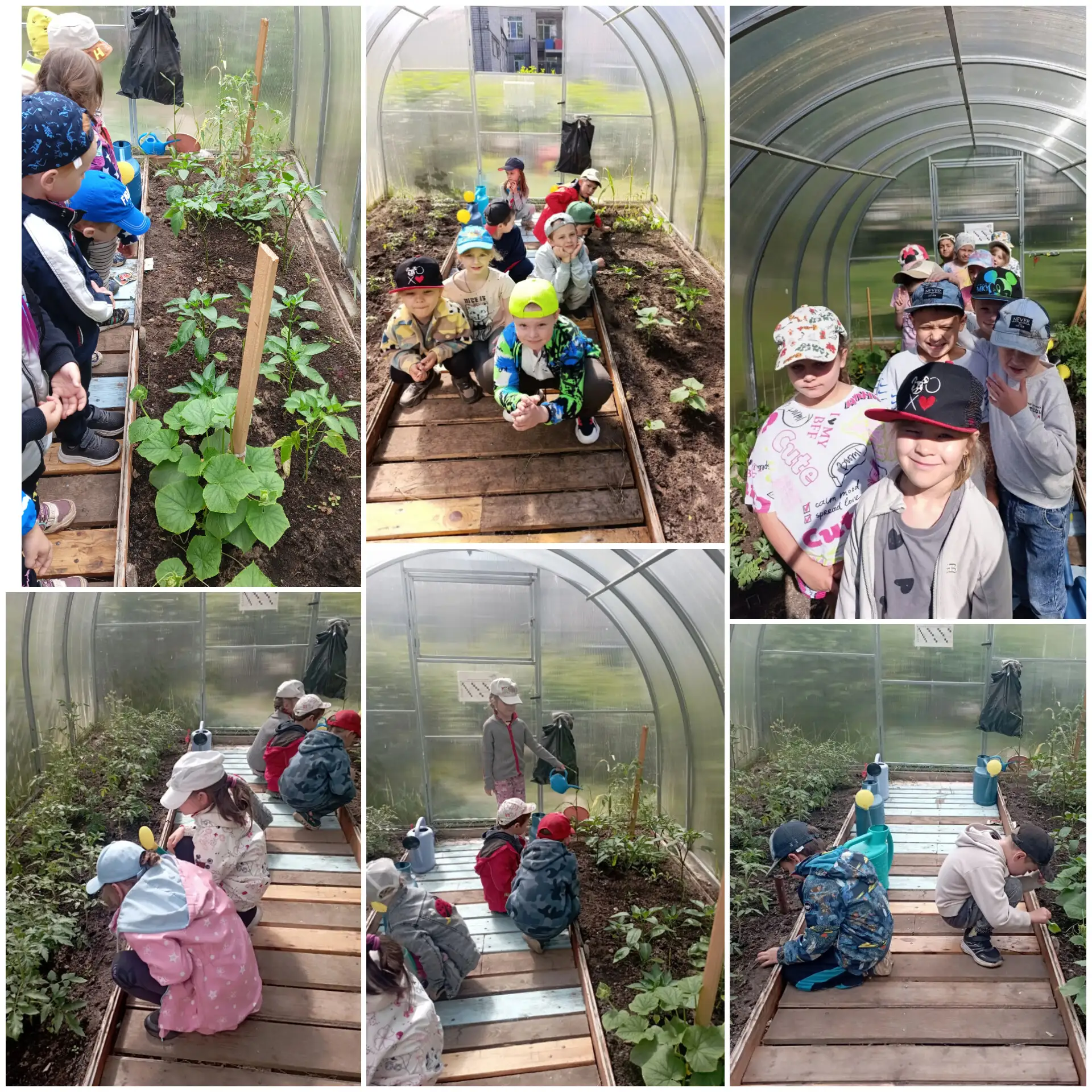 👨‍🌾👩‍🌾 Тепличное хозяйство в нашем детском саду 🌱

🍅🥒🌶🥬 Следить за теплицей дело хлопотное,