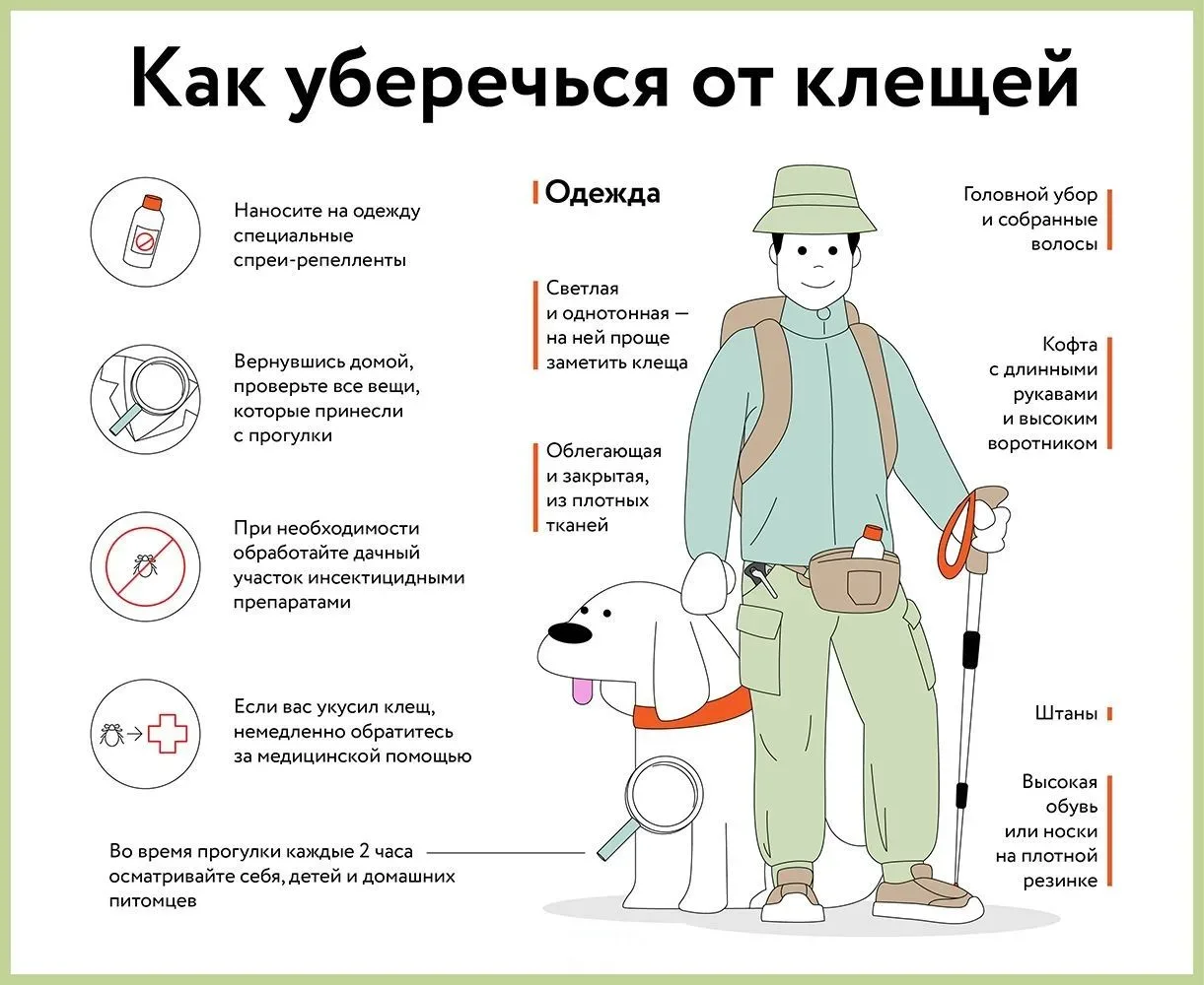 С наступлением весны и тепла активизируются клещи.