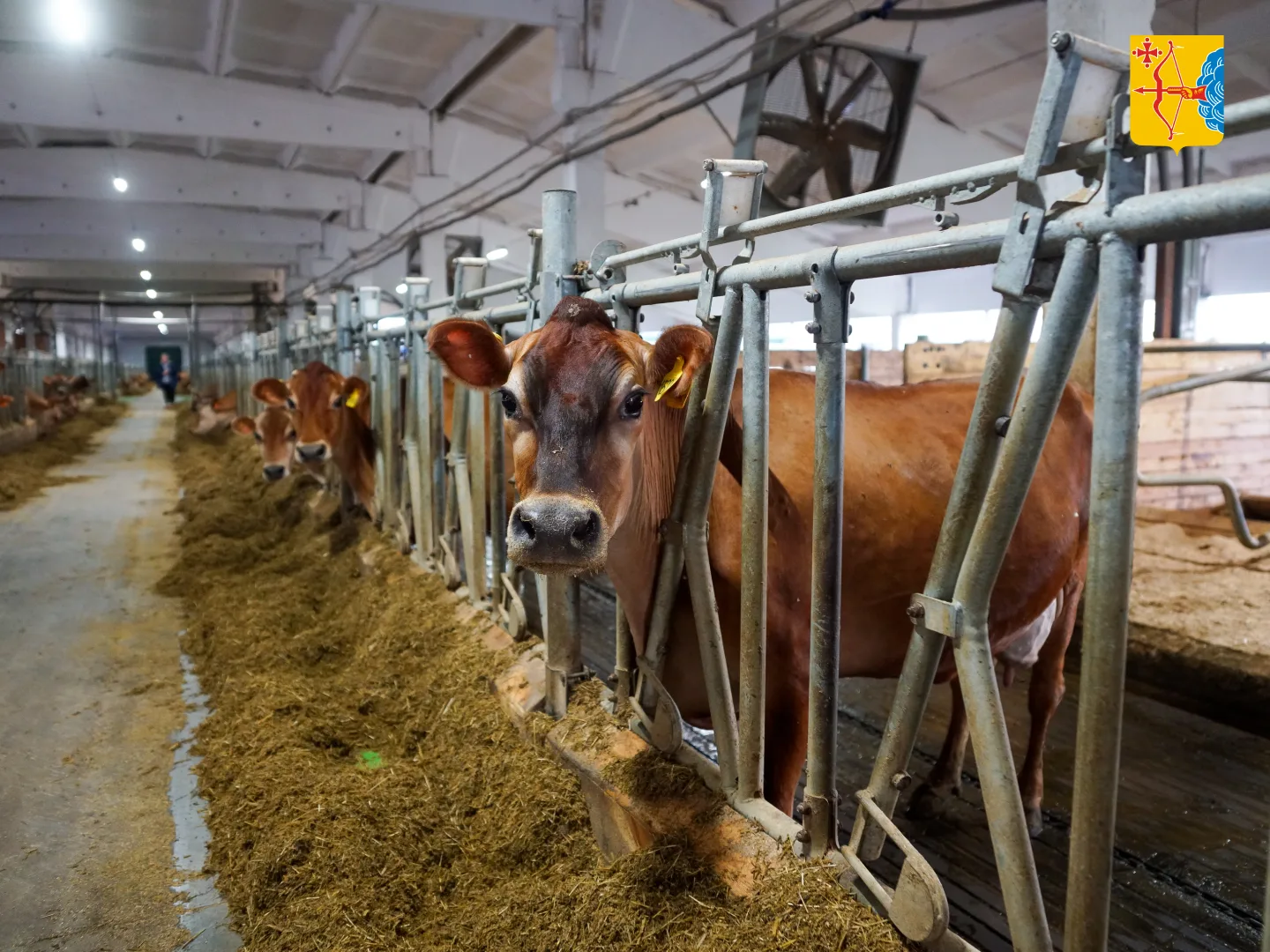 🐄В Ильинском на месте бывшего колхоза появилась уникальная экоферма. Губернатор Кировс...